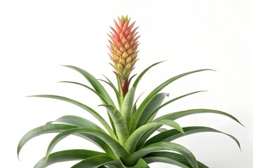 Fototapeta premium Isolated on white, a vibrant tropical flower showcases its exotic nature with delicate petals and fresh botanical beauty