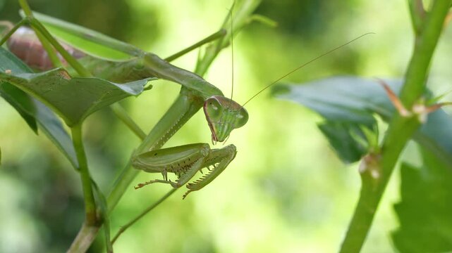 おおかまきり」の写真素材 | 499件の無料イラスト画像 | Adobe Stock
