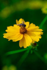 Fresh and beautiful yellow daisy flowers