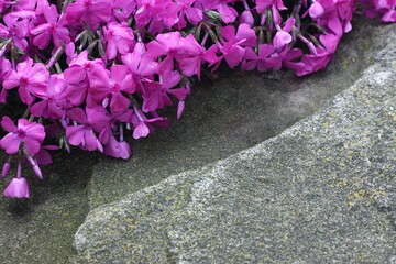Detail of pink moss phlox (Phlox subulata) covering  big stones. Beautiful pink phlox flowers create natural background.