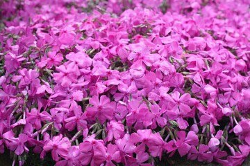 Fototapeta premium Detail of pink moss phlox (Phlox subulata) covering big stones. Beautiful pink phlox flowers create natural background.