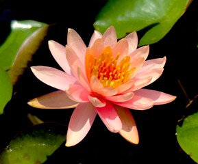 fleur de lotus à la couleur naturelle rose orangé sur un fond noir avec deux feuilles vertes