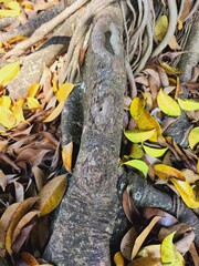 Close-up view of gnarled tree roots and fallen autumn leaves.