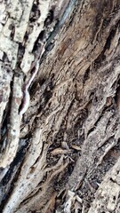 Intricate Patterns of Natural Texture Found in Old Weathered Tree Bark Displaying Organic Characteristics