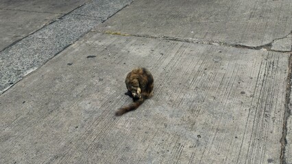 Obraz premium Cat Sitting on Concrete Surface in Urban Environment with Sunlight and Shadows in Outdoor Setting