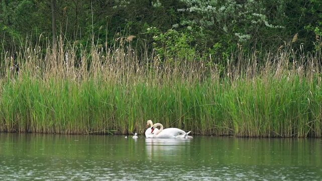 Eine Schwanenfamilie bei der Futtersuche
