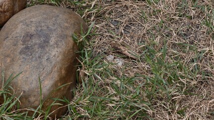 Obraz premium Close-Up of Smooth Rock Surrounded by Grass with Natural Texture and Earthy Tones in Outdoor Setting