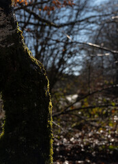Obraz premium Close-up of a tree trunk in the forest with the sunlight on the back