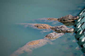 Crocodiles in various poses swim in the water