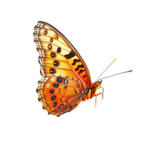 Naklejka premium A butterfly resting flower, A colorful butterfly resting on a flower Monarch Butterflies Resting, isolated on transparent background