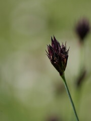 Blütenstand mit Blütenknospen der Karthäuser Nelke Dianthus carthusianorum kurz vor dem Aufblühen