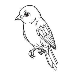bird sketch vector illustration