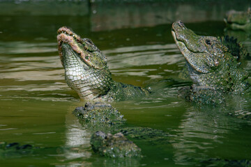 Crocodiles in various poses swim in the water