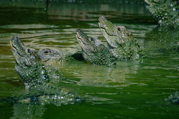 Crocodiles in various poses swim in the water