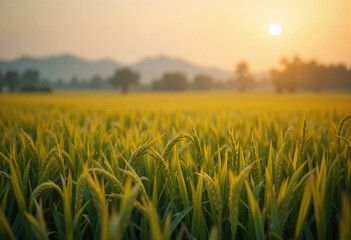 Morning Light Over a Ripe Rice Paddy Ready for Harvesting Season