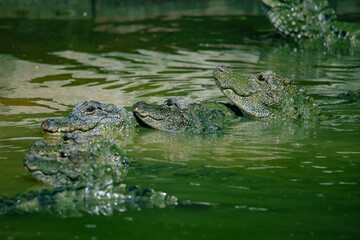 Crocodiles in various poses swim in the water