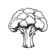 Broccoli vector illustration with fresh look and clean details, isolated on white background.