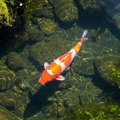 red and yellow koi fish