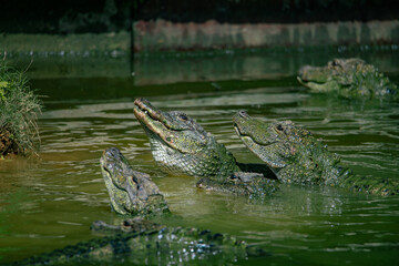 Crocodiles in various poses swim in the water
