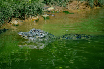 Crocodiles in various poses swim in the water