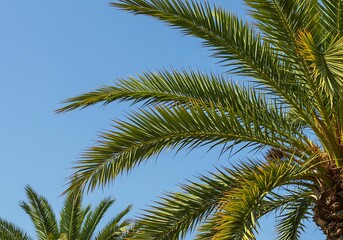 Fototapeta premium Azure Embrace: Palm Fronds & Sky AI Generated