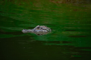 Crocodiles in various poses swim in the water