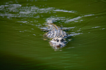 Crocodiles in various poses swim in the water