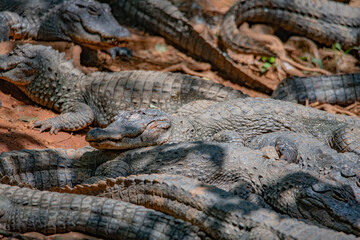 Crocodiles in various poses swim in the water