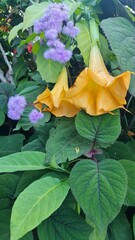 Yellow Angel's Trumpet and Purple Blooms in a Garden Setting