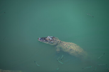Crocodiles in various poses swim in the water