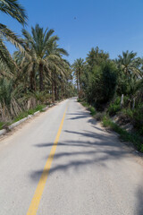 Fototapeta premium A scenic road in Bushehr lined with tall palm trees under a clear blue sky, casting shadows on the pavement, creating a serene and picturesque landscape.