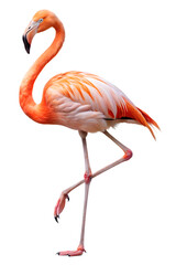 flamingo with one leg up pose on isolated white background, PNG