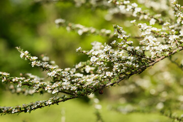 Spring day in the garden. Branches of flowering cotoneaster ascendens Flinchet. Selective focus