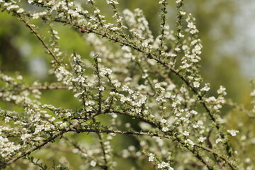 Spring day in the garden. Branches of flowering cotoneaster ascendens Flinchet. Selective focus