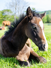 朝日に照らされた子馬は、２度寝したくて起き切れない。