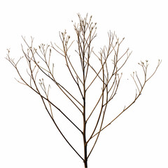 Fototapeta premium Dried Flower Stem Botanical Illustration