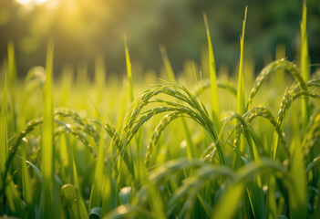 Close-Up of Young Green Rice Ears Bathed in Warm Morning Sunlight