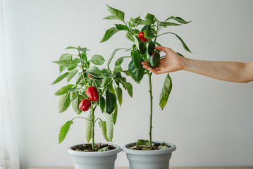 Gardener is checking the growth of potted bell pepper plants, one with ripe red peppers and the...