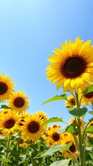 Obraz premium Vibrant sunflowers basking in bright sunlight against a clear blue sky