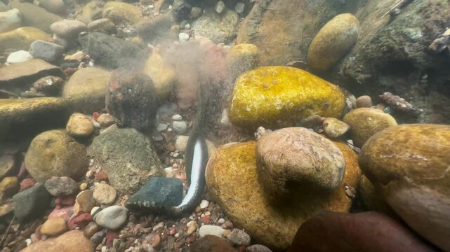 In preparation for spawning, a Brook lamprey (Lampetra planeri) tries to move a rock that is too big for him. Estonia.
