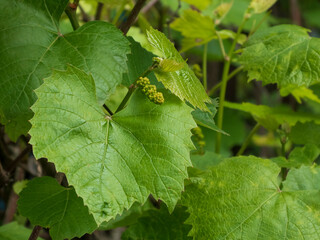 Young Grapevine Leaves and Buds