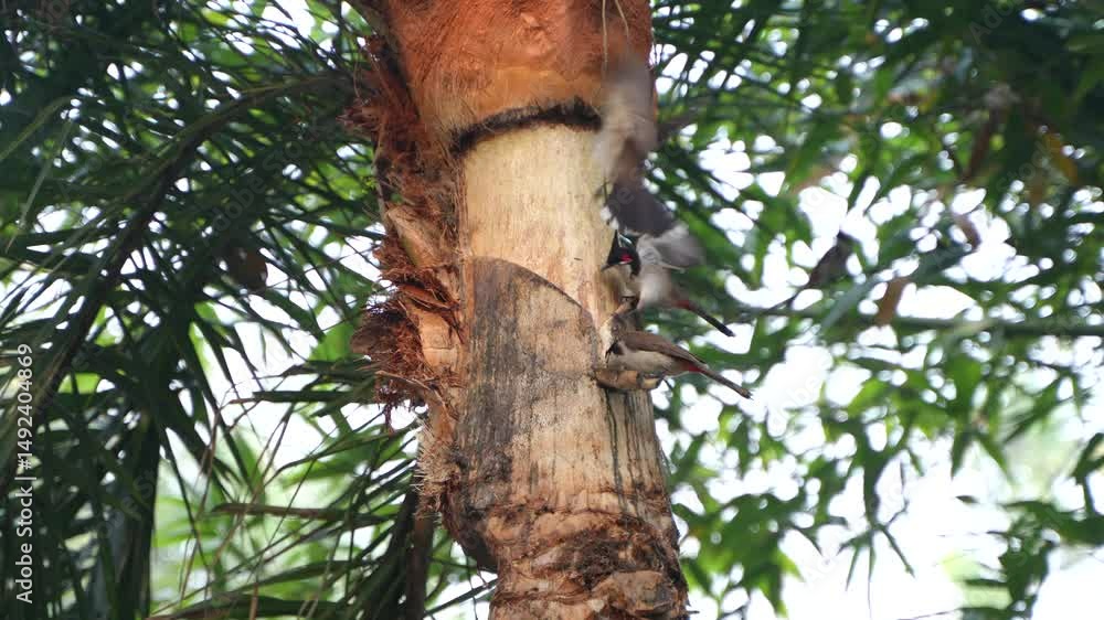 Aufkleber birds are drinking date sap from a date palm tree.