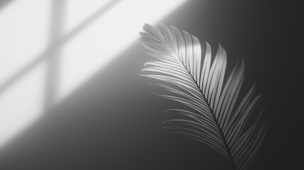 Elegant Monochrome Palm Leaf with Soft Light and Shadow Contrast