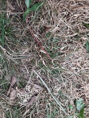 Dry grass in the dry season