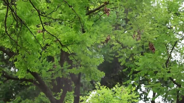 Strong wind blowing through trees