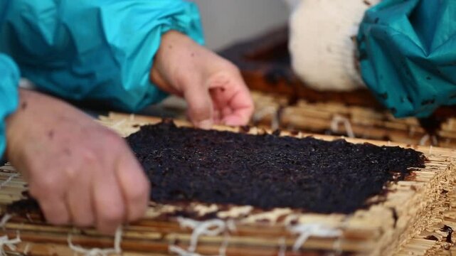 Seaweed harvesting and traditional processing in Kor
