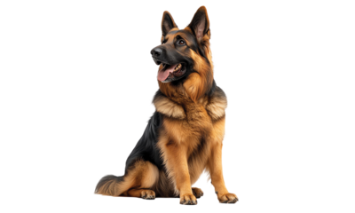 belgian shepherd dog