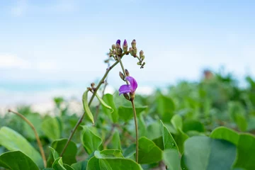 Photo sur Plexiglas Purple Flower in a Lush Green Field