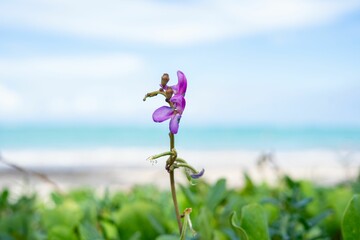 Fototapeta na wymiar Purple Flower with Beach and Ocean Backdrop