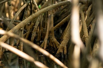 Fototapeta na wymiar Intricate mangrove roots in a swamp